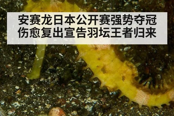 安赛龙日本公开赛强势夺冠 伤愈复出宣告羽坛王者归来